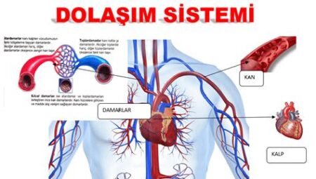 Sağlıklı bir dolaşım sistemi için yapılması gerekenler